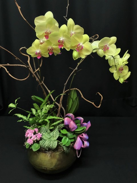 Sacramento florist delivery blooming unique indoor plants orchids