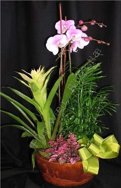 Tropical orchid plant combo medium