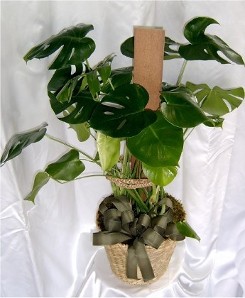 Green Plant Philodendron