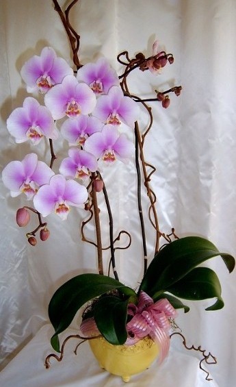 Large Phalaenopsis Pink Tones Orchid