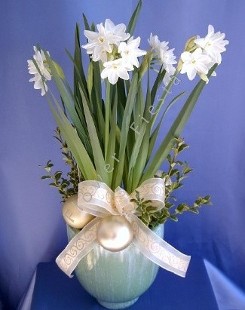 Fragrant Narcissus Paperwhites