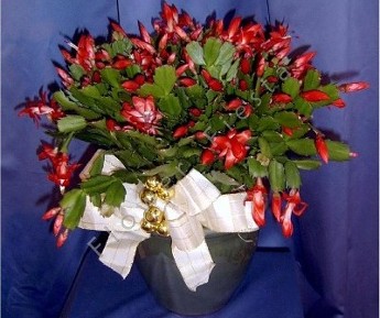 Christmas Cactus