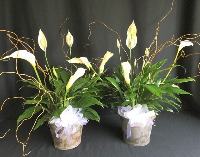 peace lily plants for funeral display