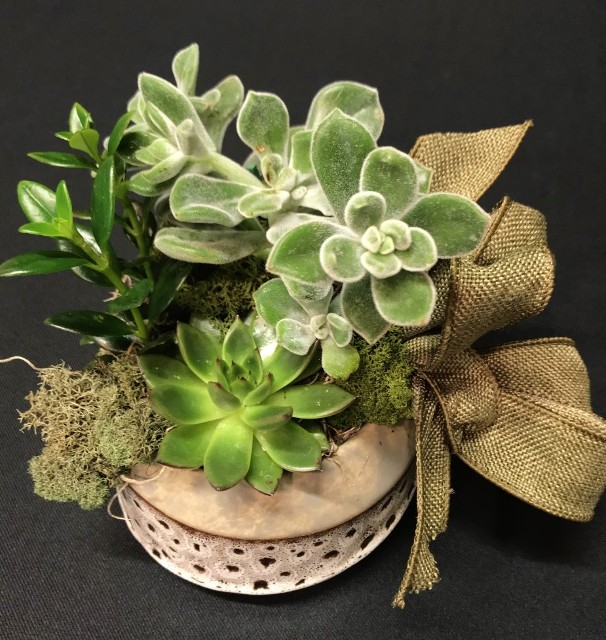 succulent planter brown earthen pot