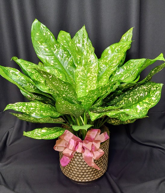 Easy care indoor houseplants for Sacramento area delivery